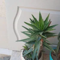درب چوبی اتاق خواب