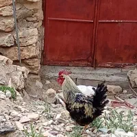 خروس