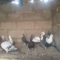 کفتررنگه