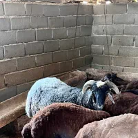 نر بره کبود مخصوص داشتی