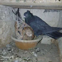 کبوتر|پرنده|ساوه, |دیوار
