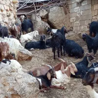 بز با کهره