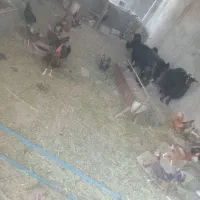 مرغ وخروس
