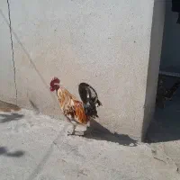 ۱۴ عدد مرغ وخروس گلین به فروش میرسد