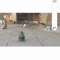 قفس . توری مناسب کفتر و جوجه
