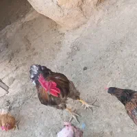 ۲عددخروس محلی