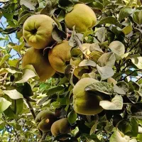 فروش عمده 3 تن به