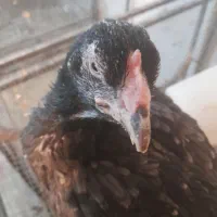 مرغ لاری|حیوانات مزرعه|همدان, |دیوار