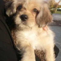 فروش سگ پودل کراس