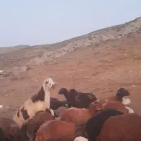 بره قوچ پلنگی