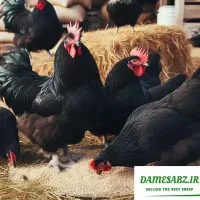 فروش خروس بومی*زیرقیمت بازار