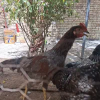 مرغ و خروس چاق خانگی