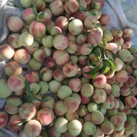 خواستارزمین کشاورزی بالای ده هکتارباقیمت مناسب