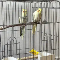 طوطی عروس هلندی