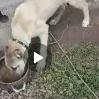 سگ سرابی کانگال اصل ماده ۱۴  تومن