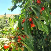 گیلاس تک دانه