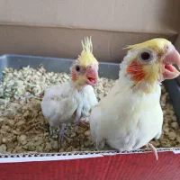 عروس هلندی سرلاکی