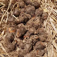پیاز گل نرگس درجه 1.خفر. بذر گله دار