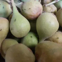 انجیربر