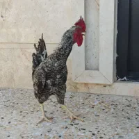 خروس|حیوانات مزرعه|شیراز, دوکوهک|دیوار