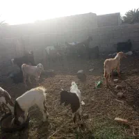 پاچن