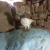 دوتا کفتر پاکستانی پرشی دارد
