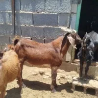 کهره نر هم بذری هم کشتی