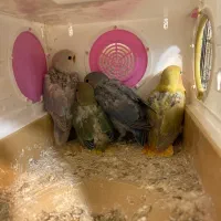 جوجه کوتوله برزیلی