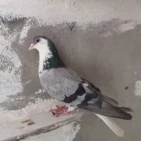 نر اصفهانی