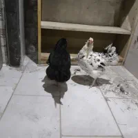 مرغ گلین