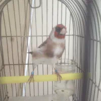 جوجه سیره قفس