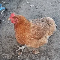 مرغ محلی تخم گذار