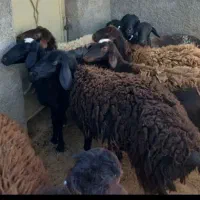 شیشک هترو چهار دندون بره قوچ هترو چندقلوزا