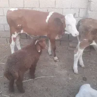 سوسنگرد روستای ابوحمیظه