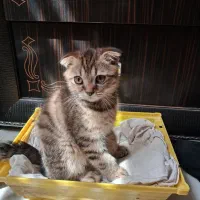 واگذاری بچه گربه اسکاتیش فولد