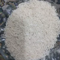 برنج شیرودی