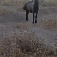 فروش کوهه قوچ کر ملحه سفید پشم