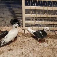 شازده و کله دار جفت