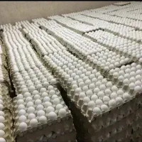 فروش ویژه تخم‌مرغ عمده ا کیفیت تضمینی