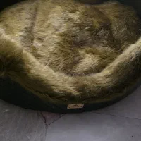 تخت سگ