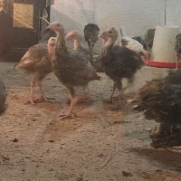 بوقلمون سه ماهه و شش ماهه
