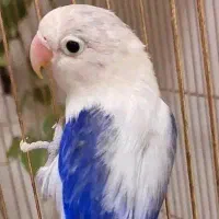 ۶ عدد طوطی برزیلی دستی و رام کلکسیونی بالغ و جوجه