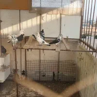 کبوترنروماده