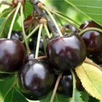 فروش گیلاس تکدانه پیوندی