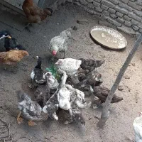 سیکاخارجی سه ماهه