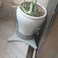 گل طبیعی