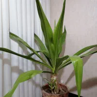 گل نخل ذرتی تنه دار (سوسن عنکبوتی یا اشک ملکه)