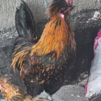 مرغ خروس