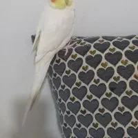عروس هلندی کاملا سالم و سرحال