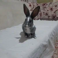 خرگوش